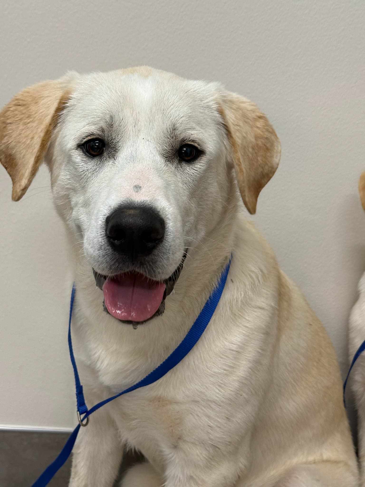 Dozer - Yellow Labrador Retriever