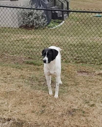 Dee - Pointer