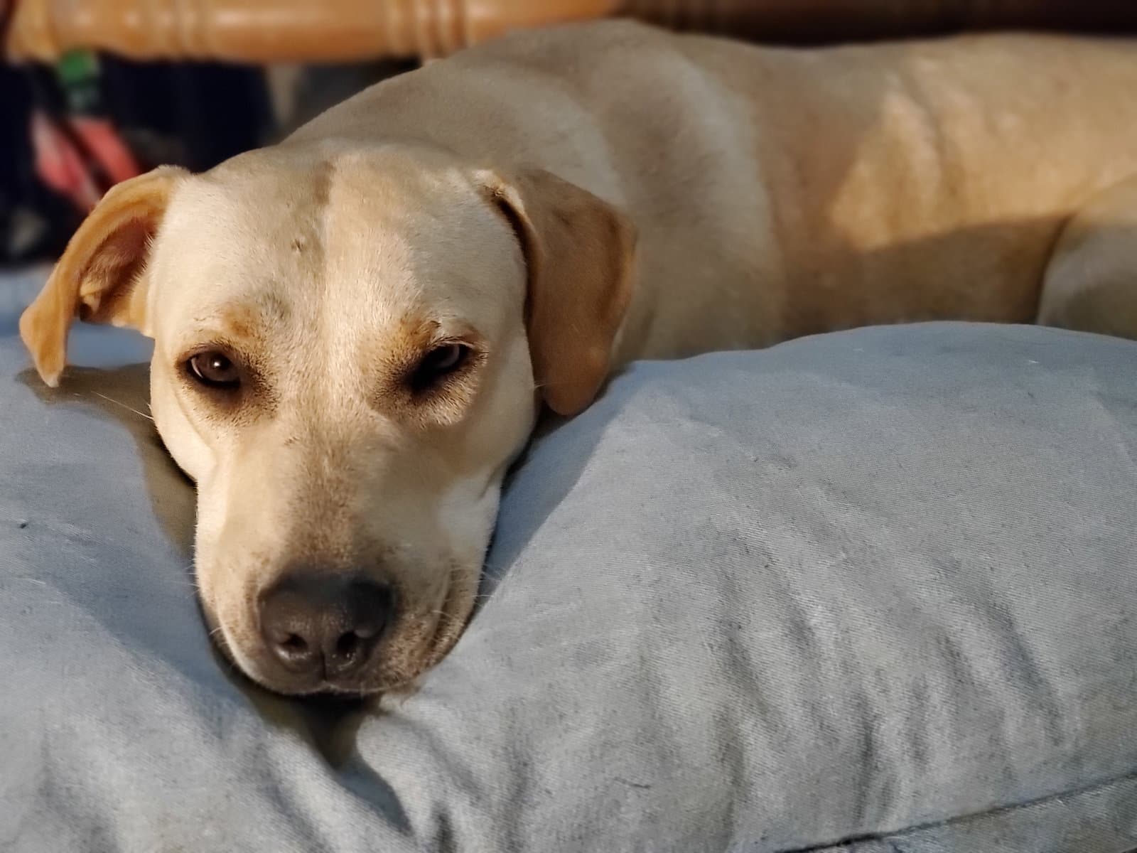Mercy - Yellow Labrador Retriever