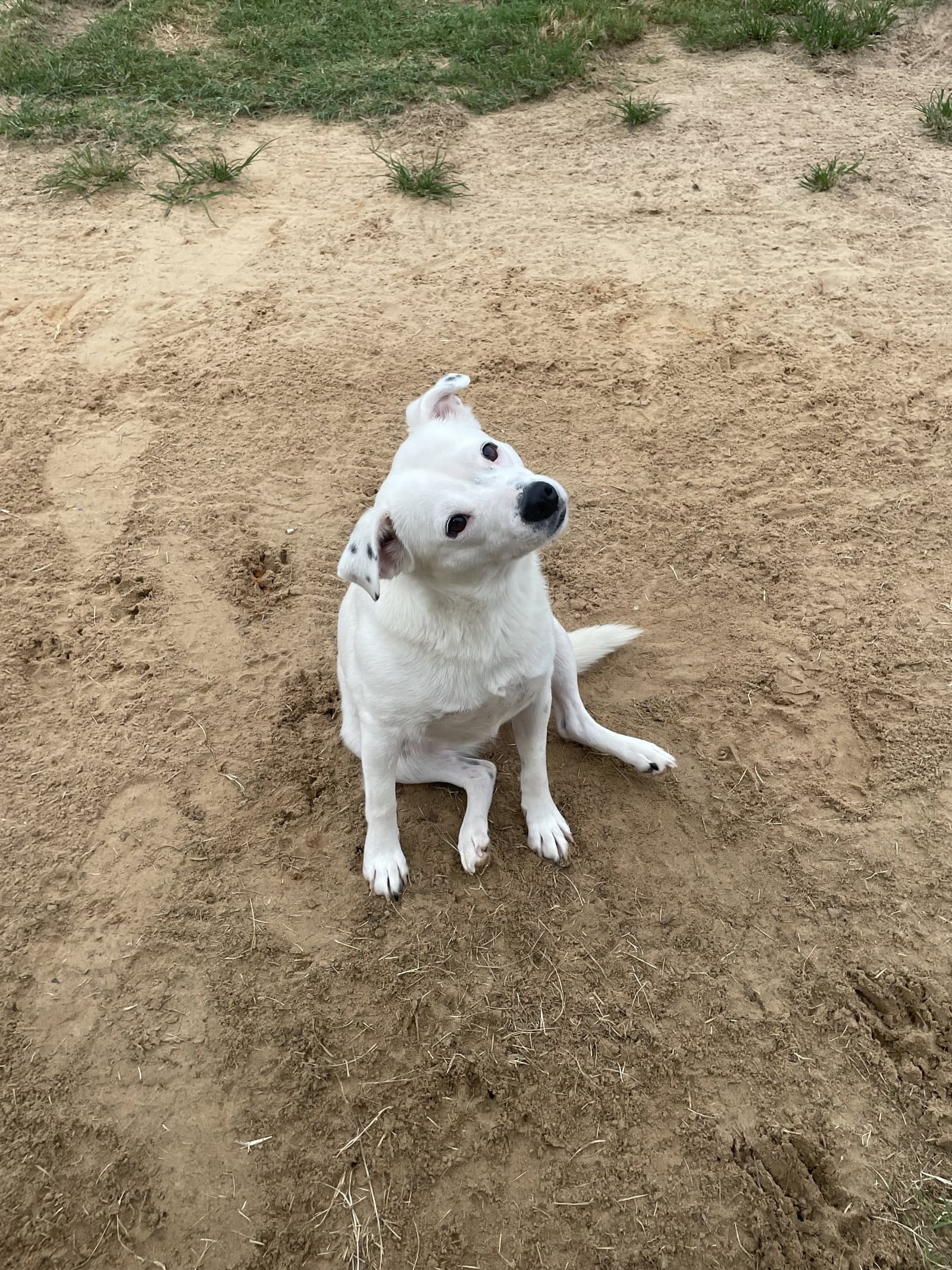 Jasmine - Yellow Labrador Retriever