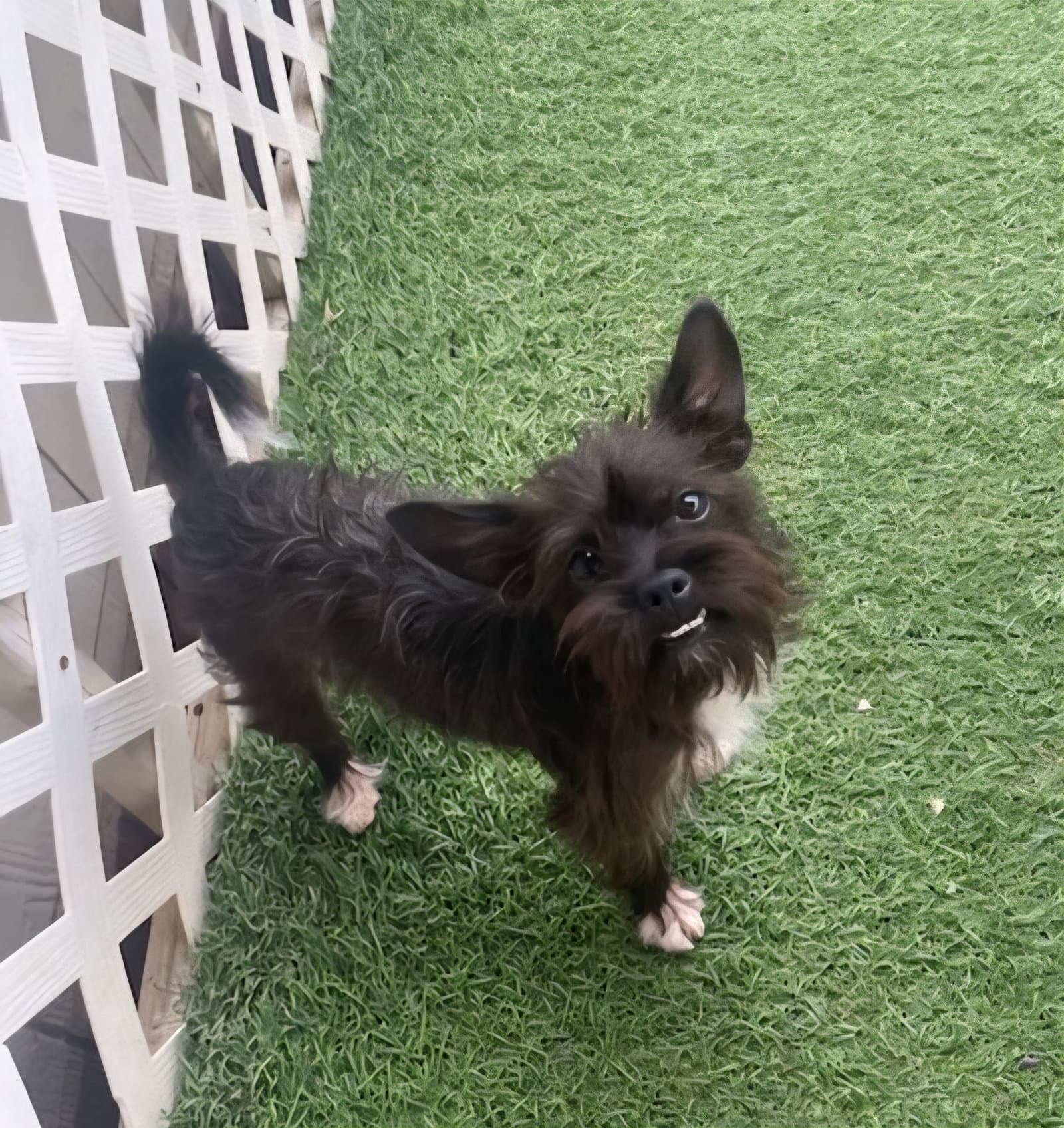 Fudgy - Cairn Terrier
