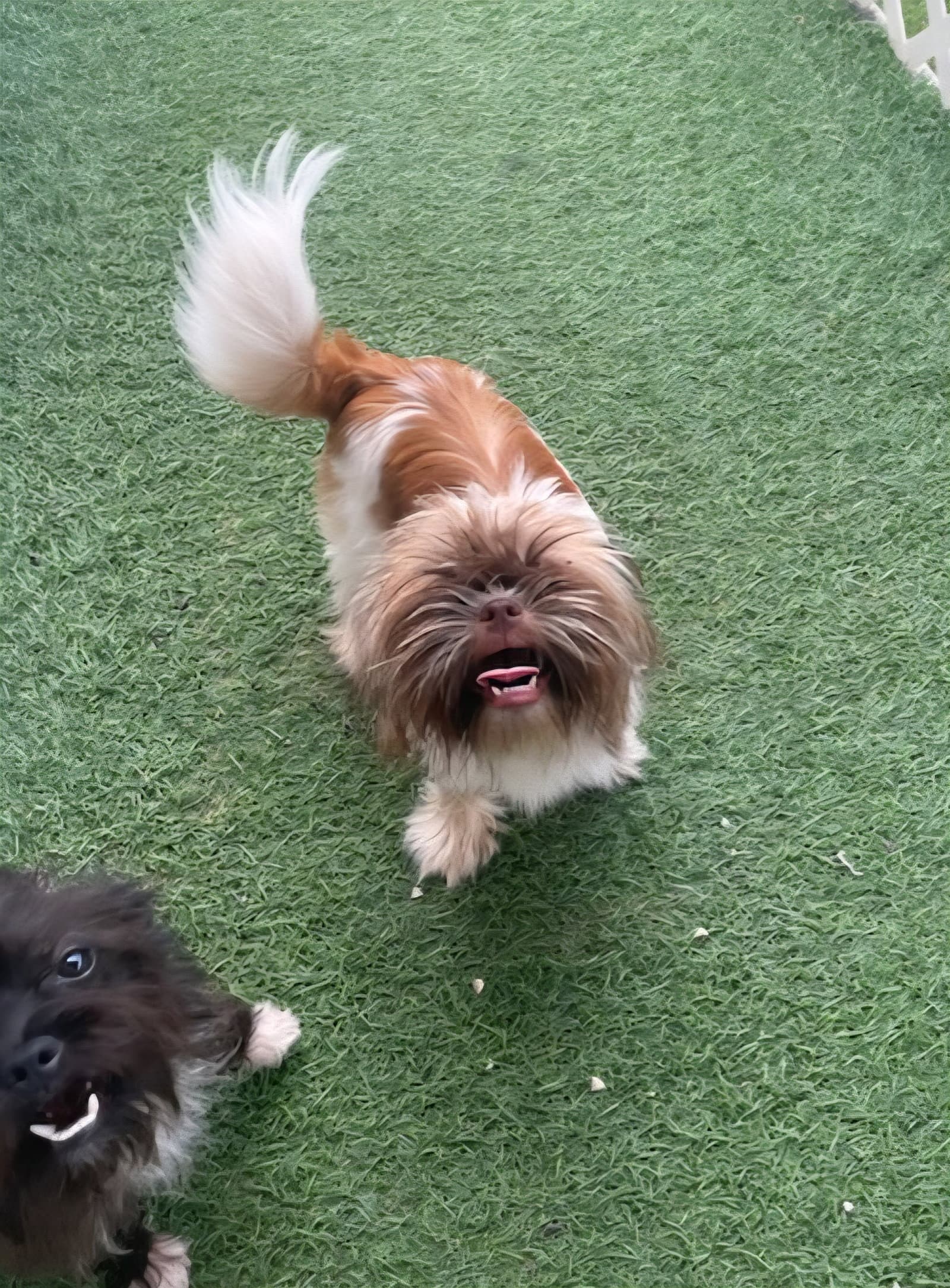 Pudgy - Lhasa Apso