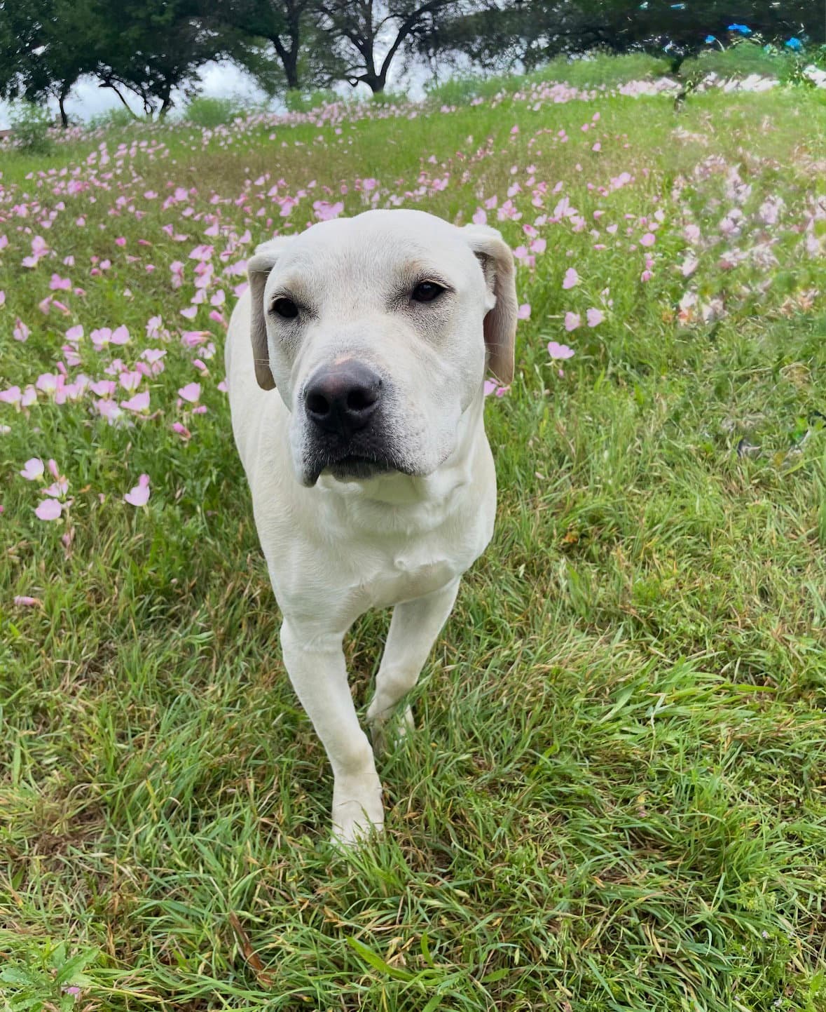 Ryker - Yellow Labrador Retriever