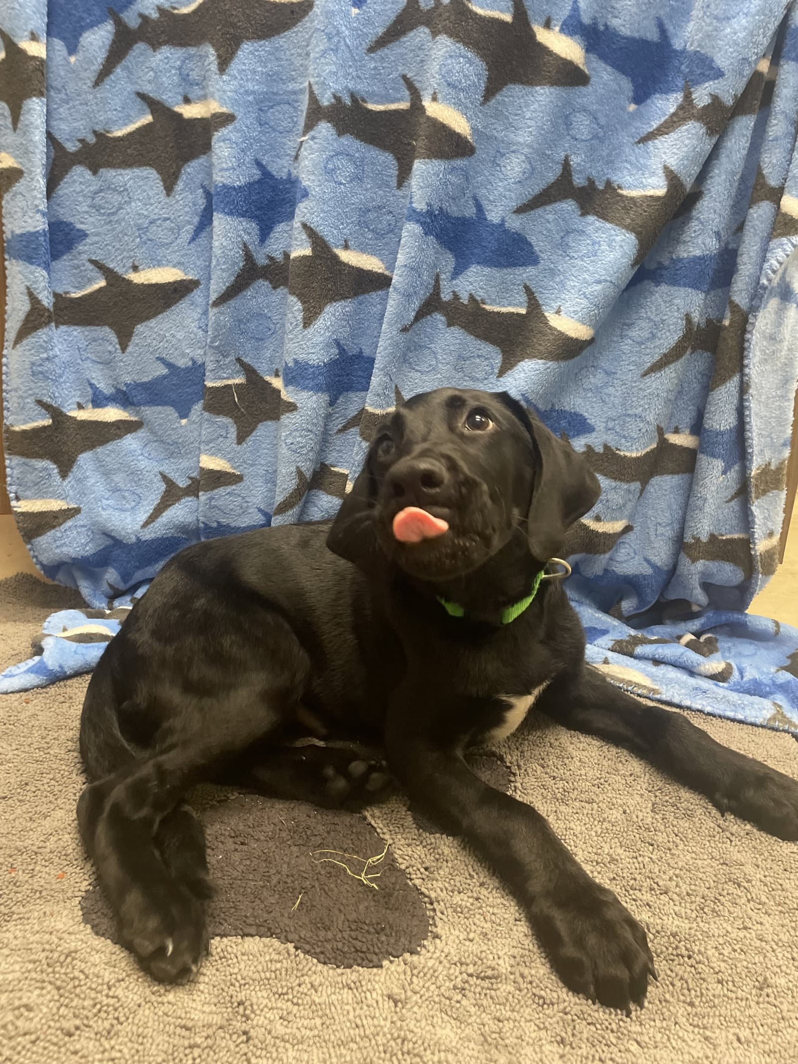 Messi - Black Labrador Retriever