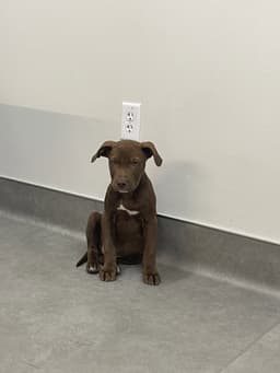 Choco image 3