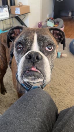 Buddy image 2