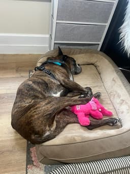 Buddy image 3
