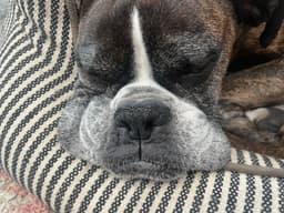 Buddy image 4