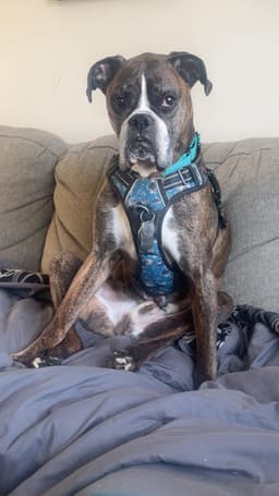 Buddy image 1