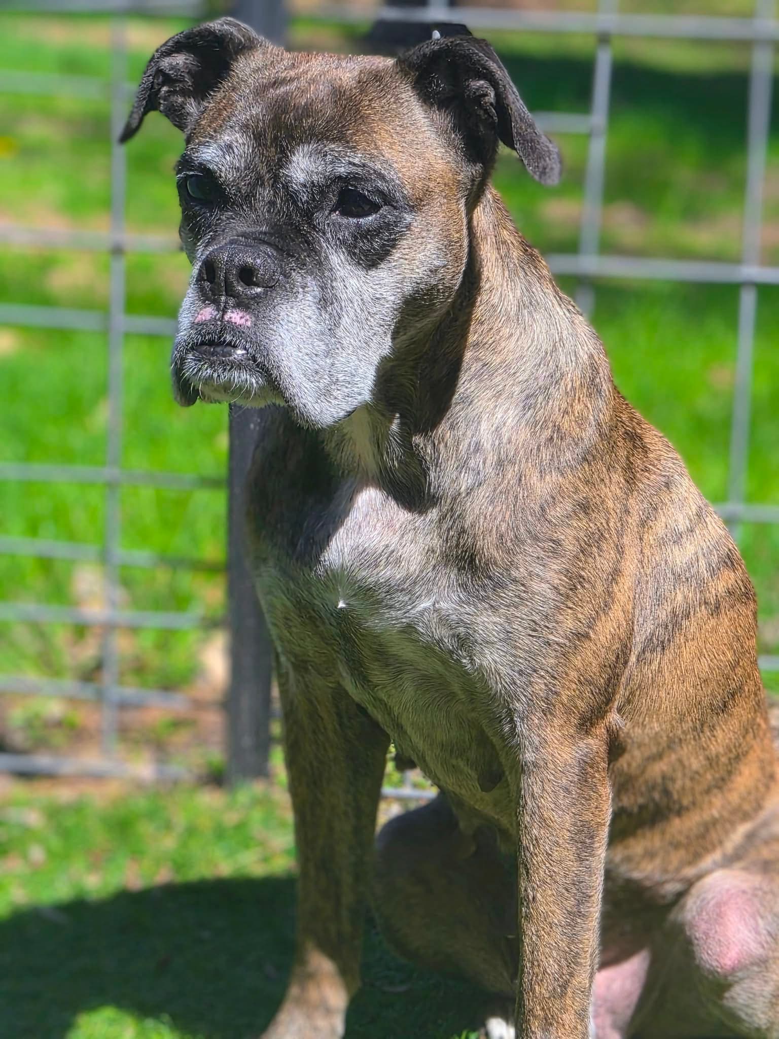 Daniela - Boxer