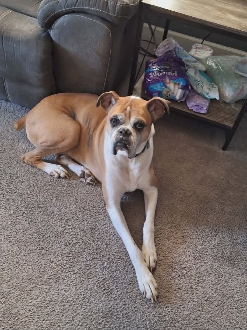 Yeti - Boxer