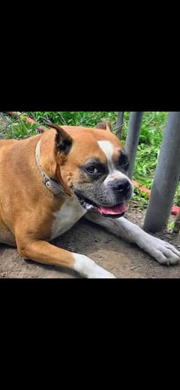 Zoey image 3