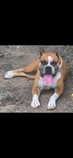 Zoey image 4