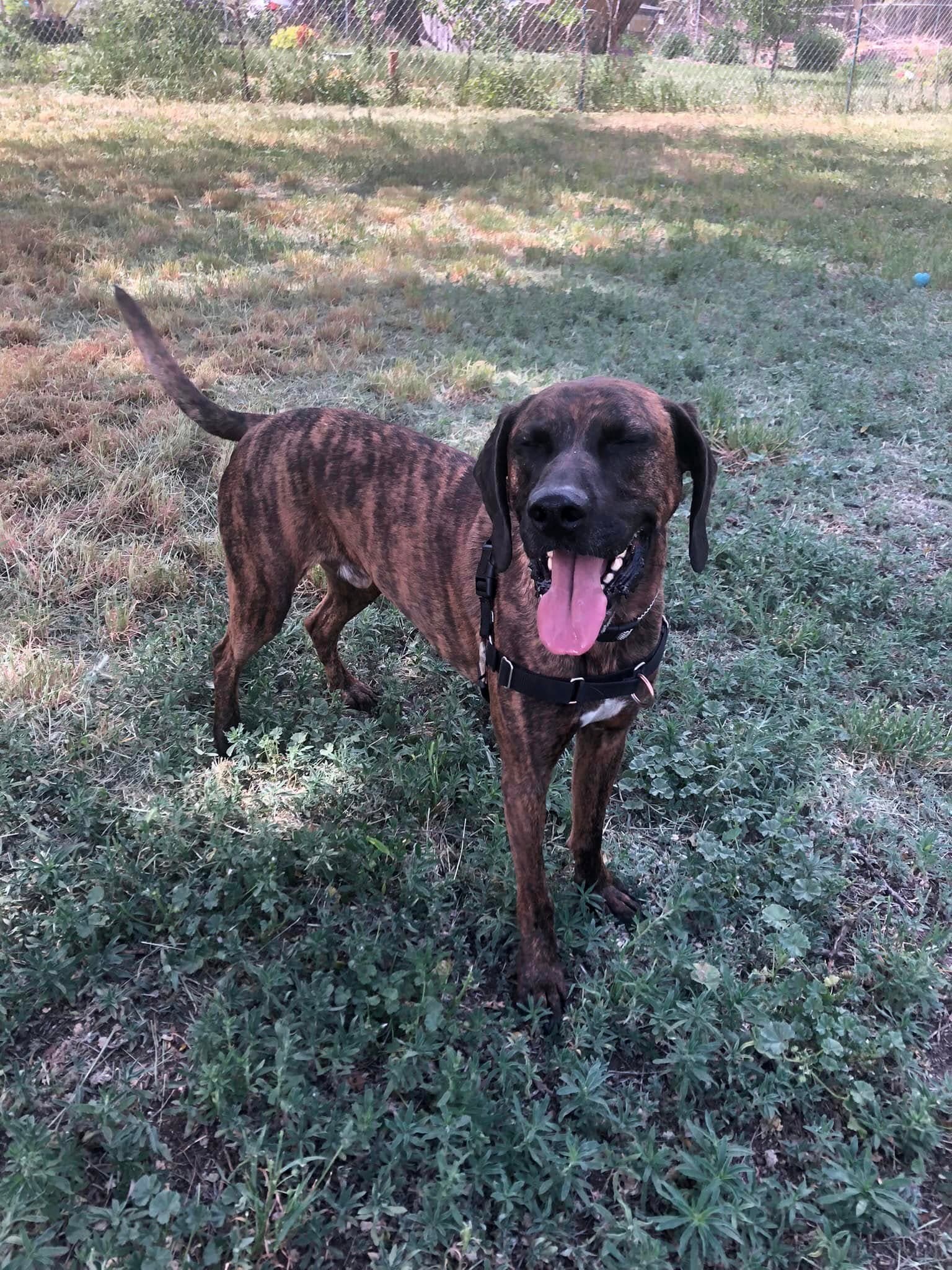 Daryl - Plott Hound