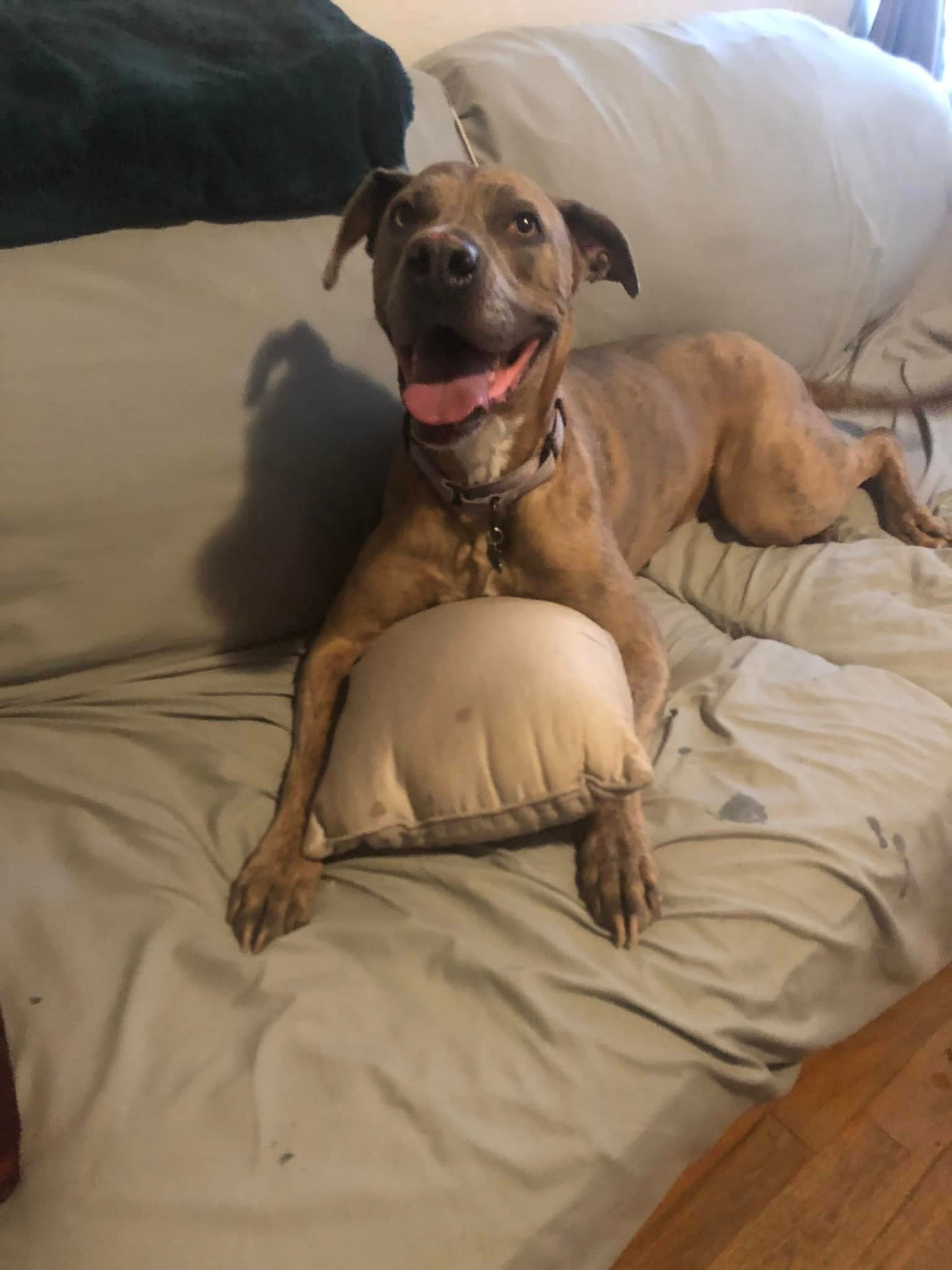 Jessie - Weimaraner