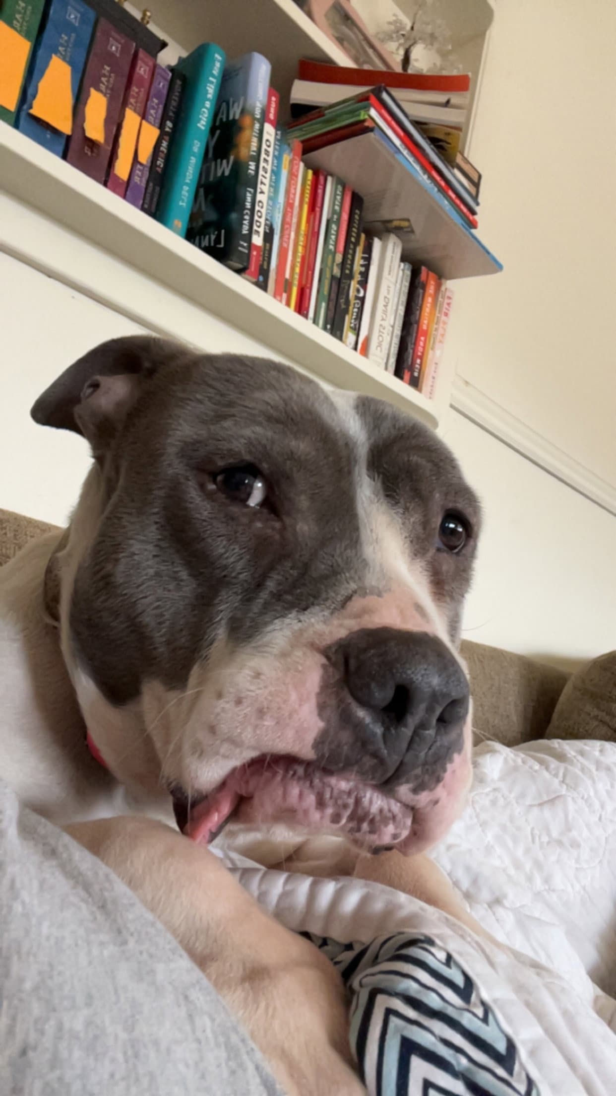 Luna - Pit Bull Terrier