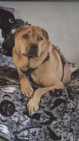 Bubba image 3