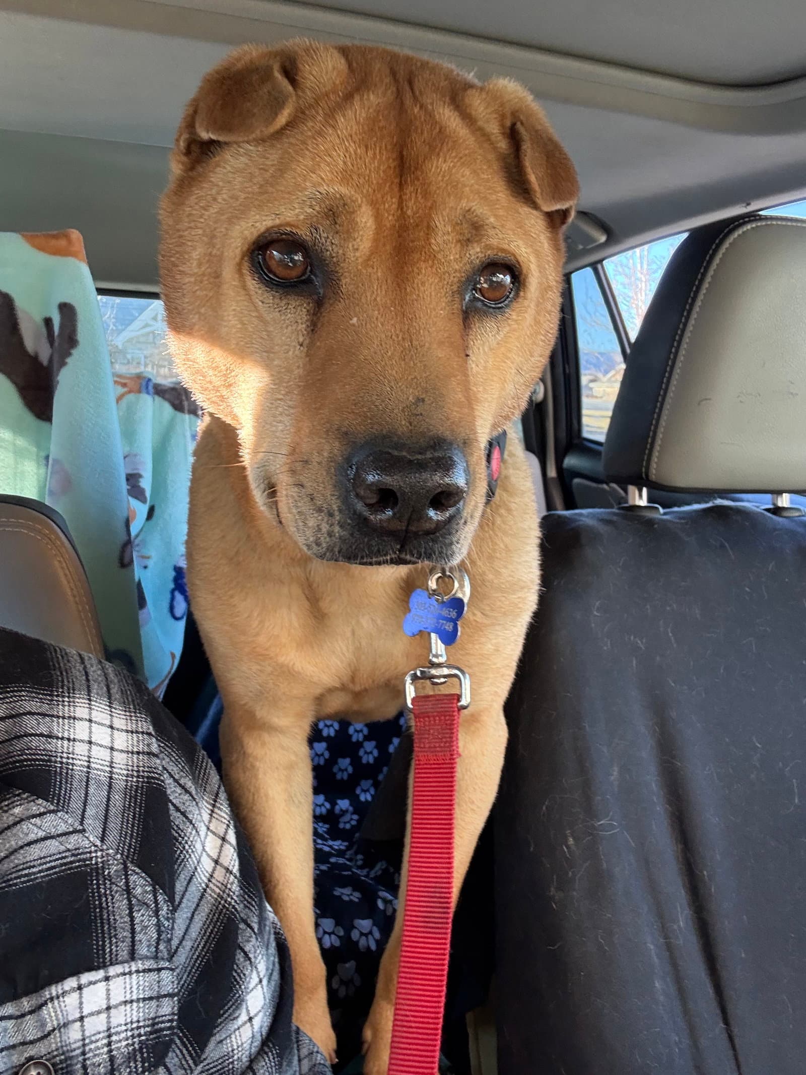 Bubba - Shar Pei