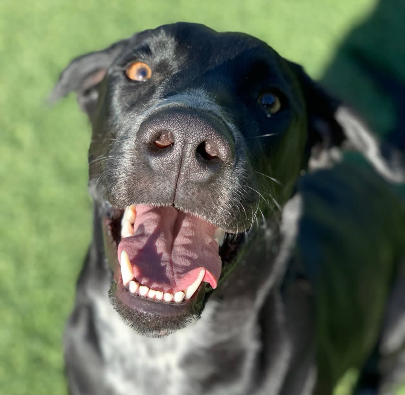 Rocky - Labrador Retriever