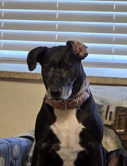 Minnie image 3