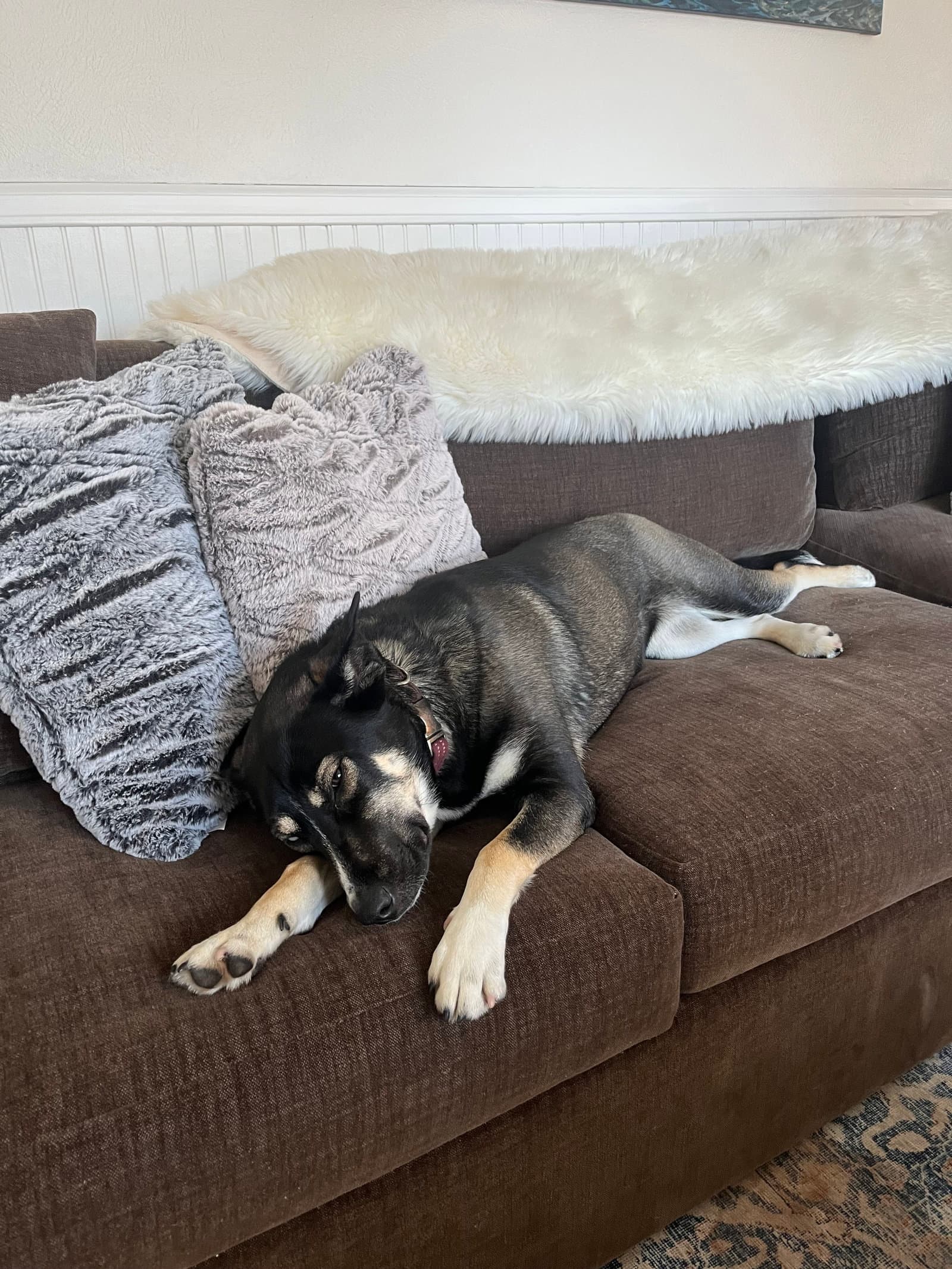 Sage - Husky