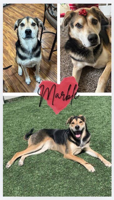 Marble - Australian Shepherd