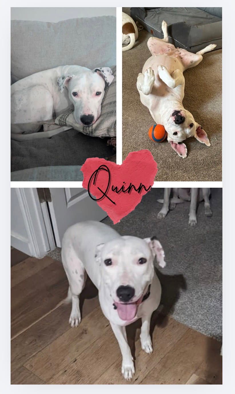 Quinn - Pit Bull Terrier