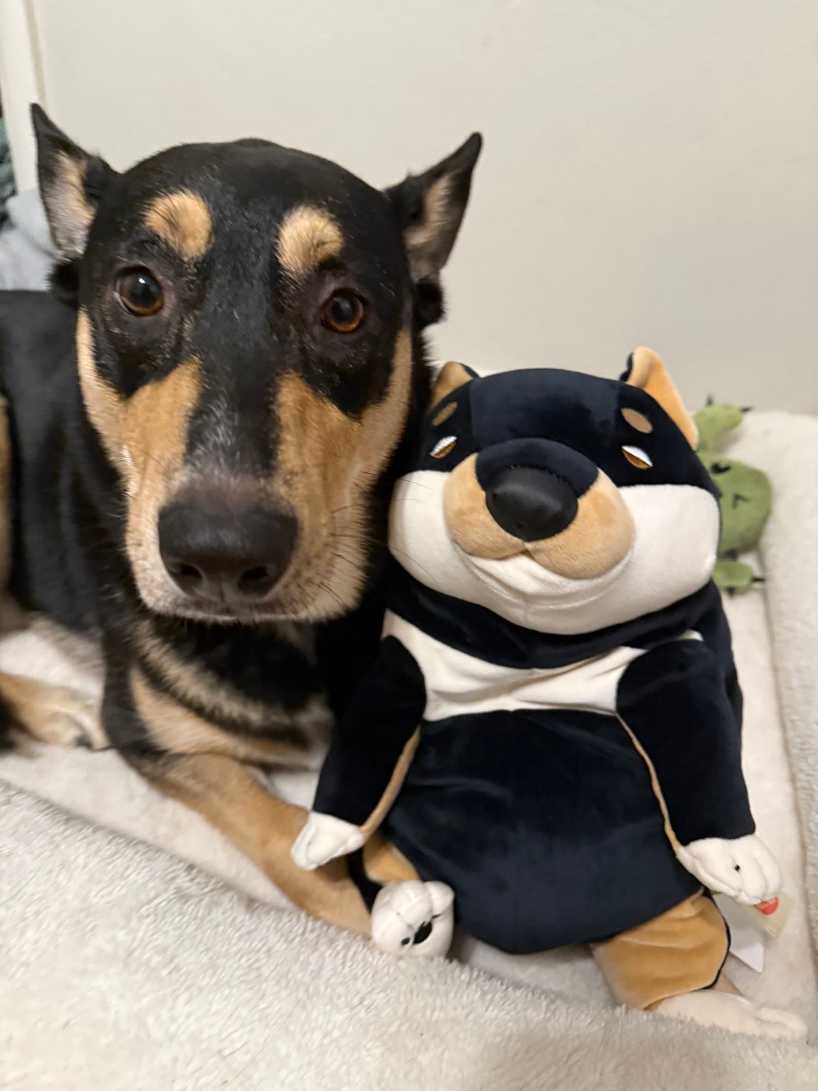 Luna Meatball - Shepherd