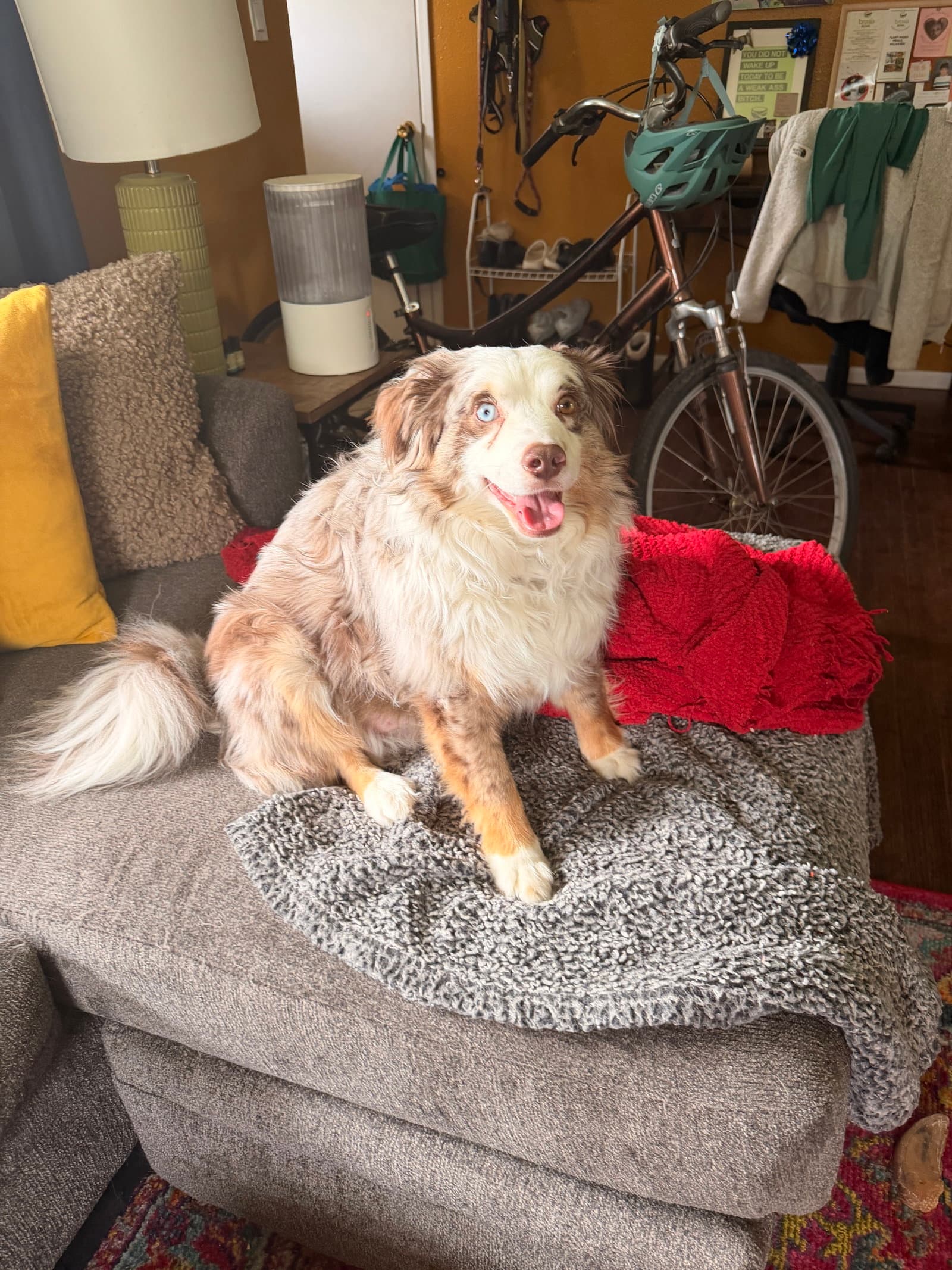 Ted - Australian Shepherd