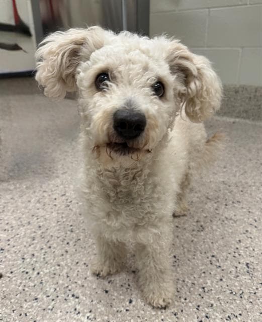 Junior - Poodle (Miniature)
