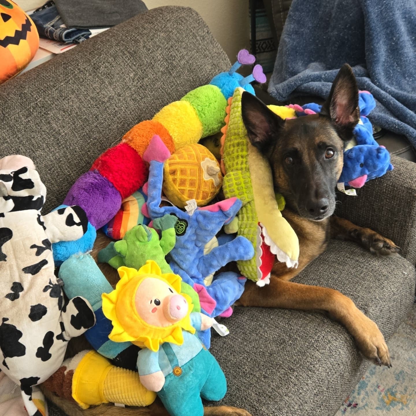 Toast - Belgian Shepherd Malinois