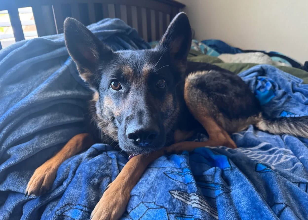 Kyber - German Shepherd Dog
