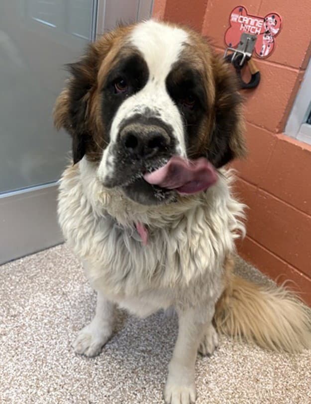 Shaylyn - Saint Bernard