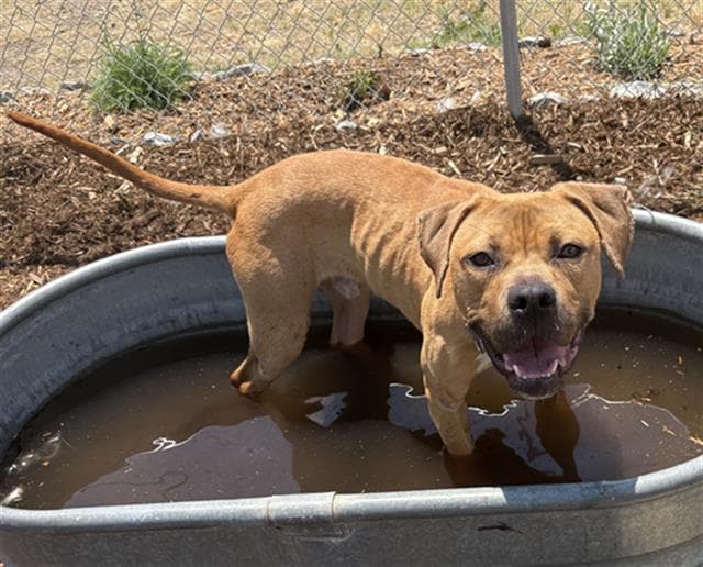 Boston Cream - Pit Bull Terrier