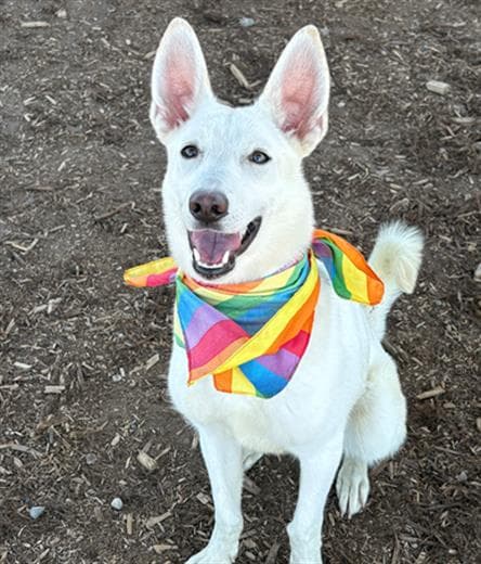 Casserole - Husky