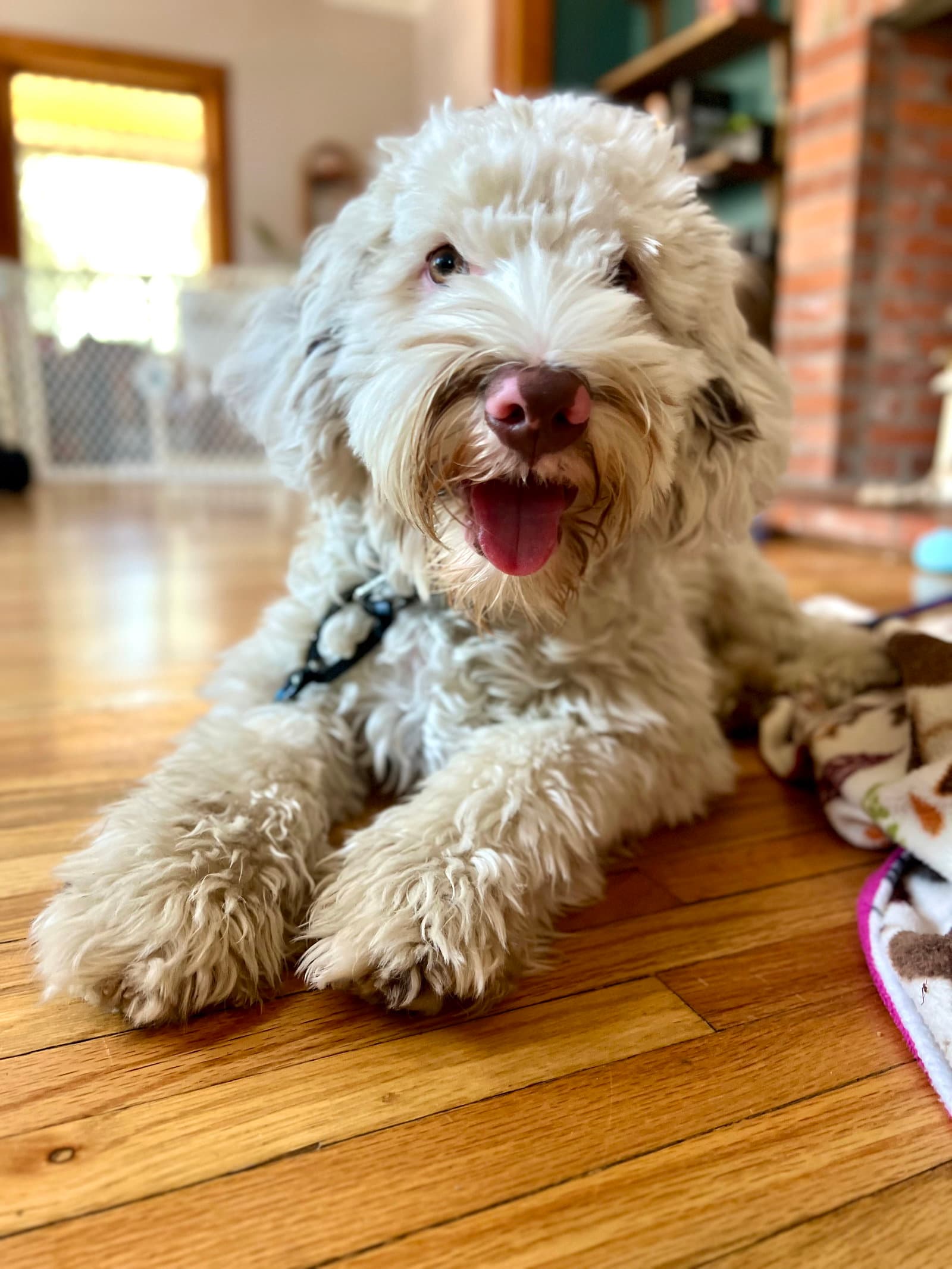 Benny - Poodle (unknown type)