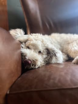 Benny image 2