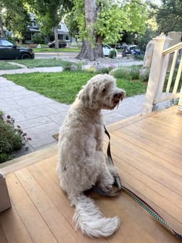 Benny image 3