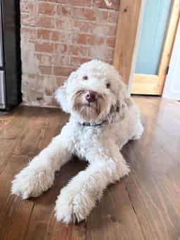Benny image 4