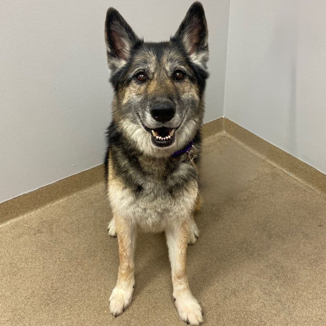 Max - German Shepherd Dog