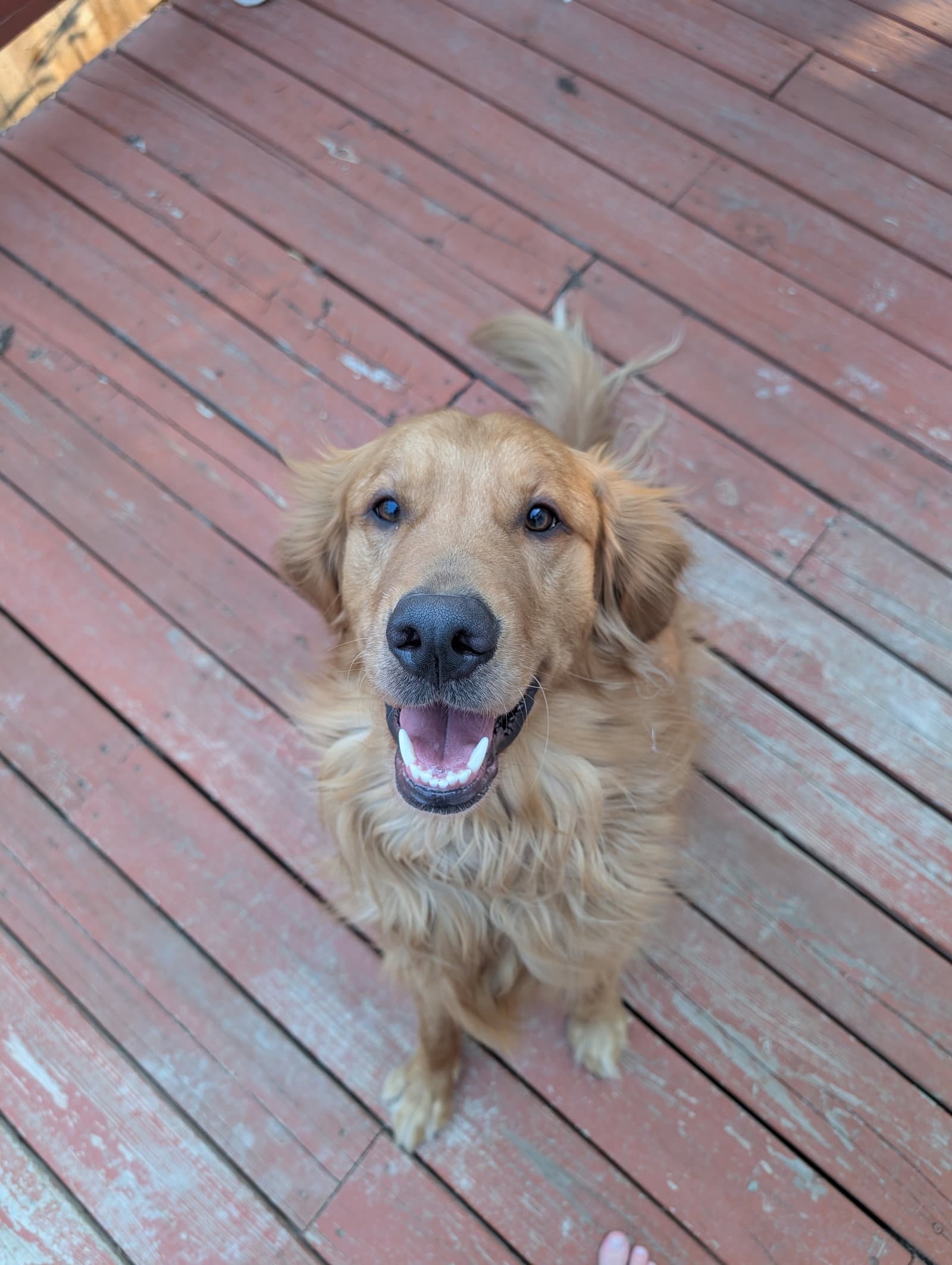 Ono - Golden Retriever