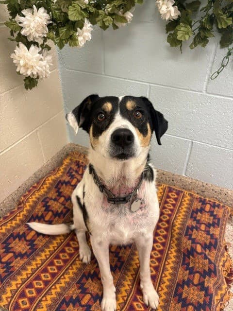 Zowey - Australian Cattle Dog/Blue Heeler