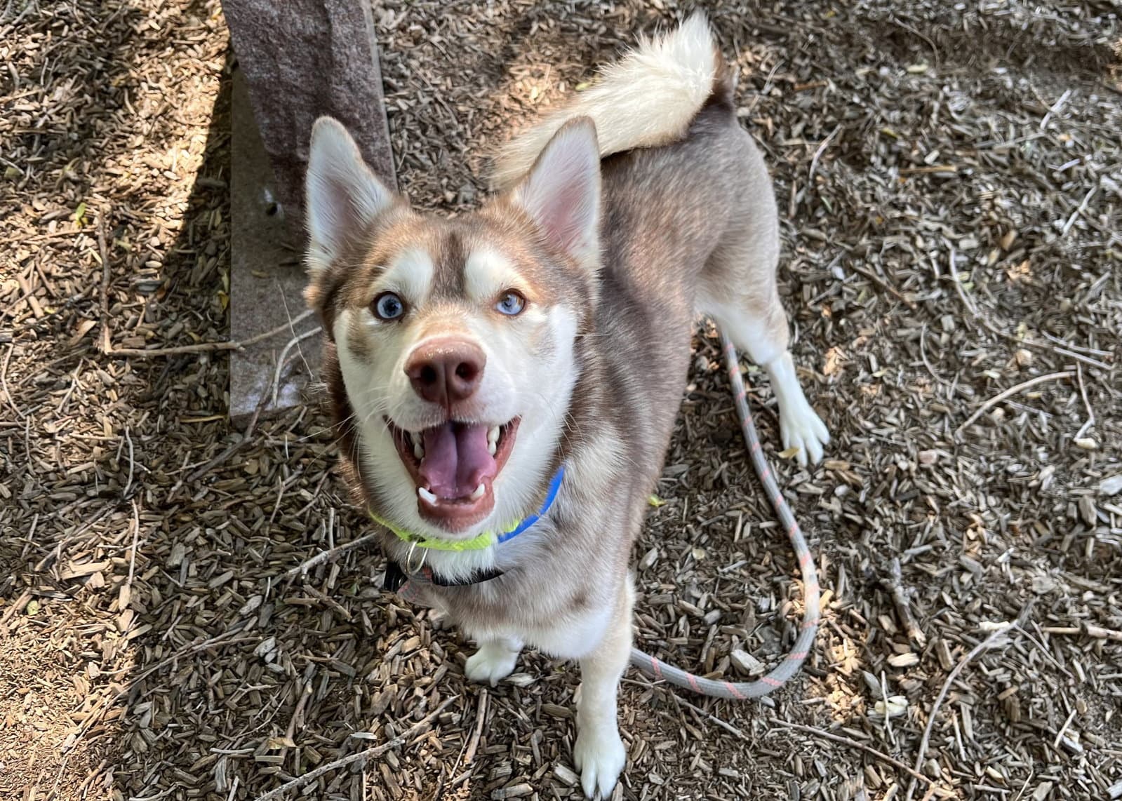 Felix - Alaskan Klee Kai