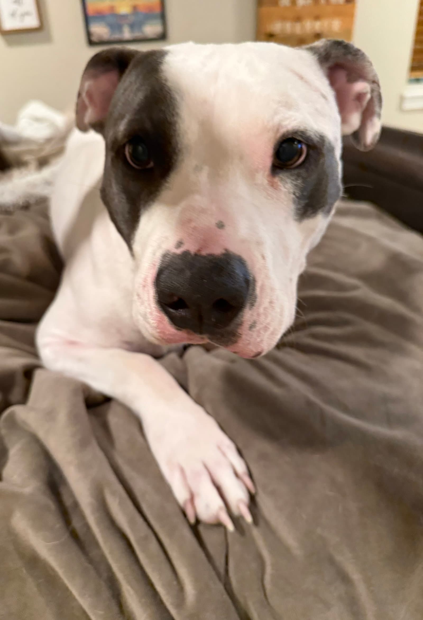 Hera - Pit Bull Terrier