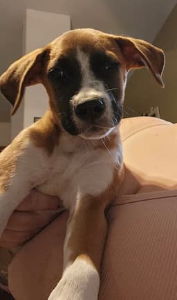 Diego image 1