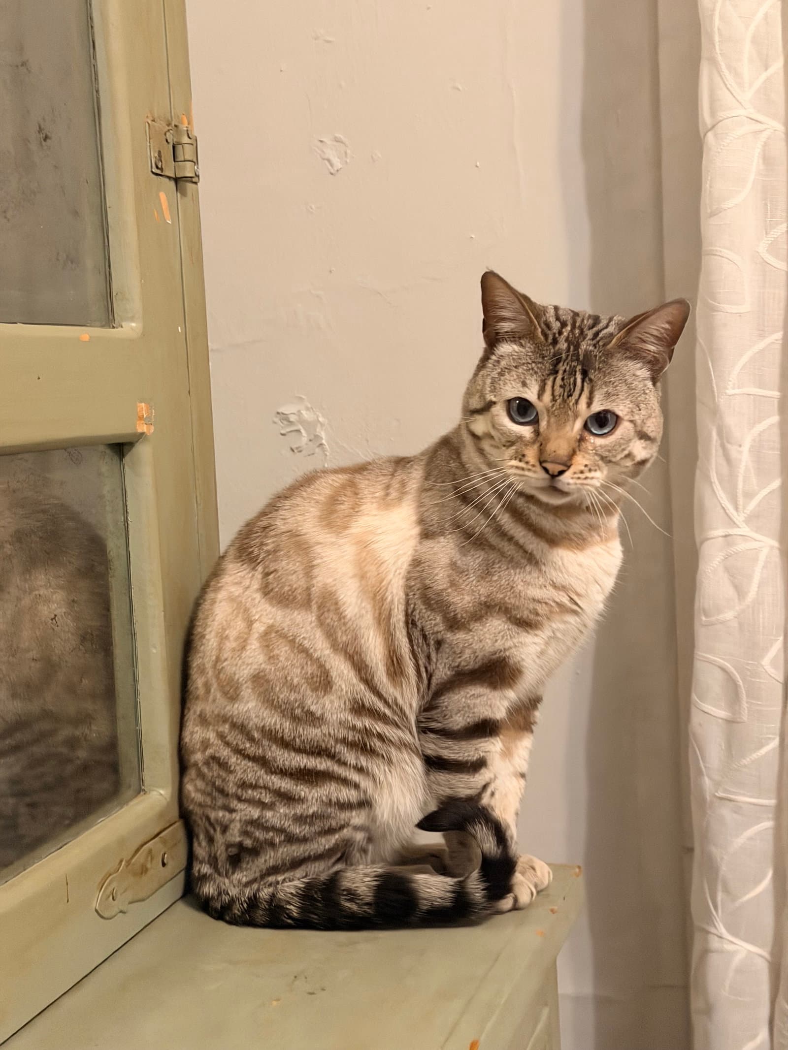 Osiris - Bengal