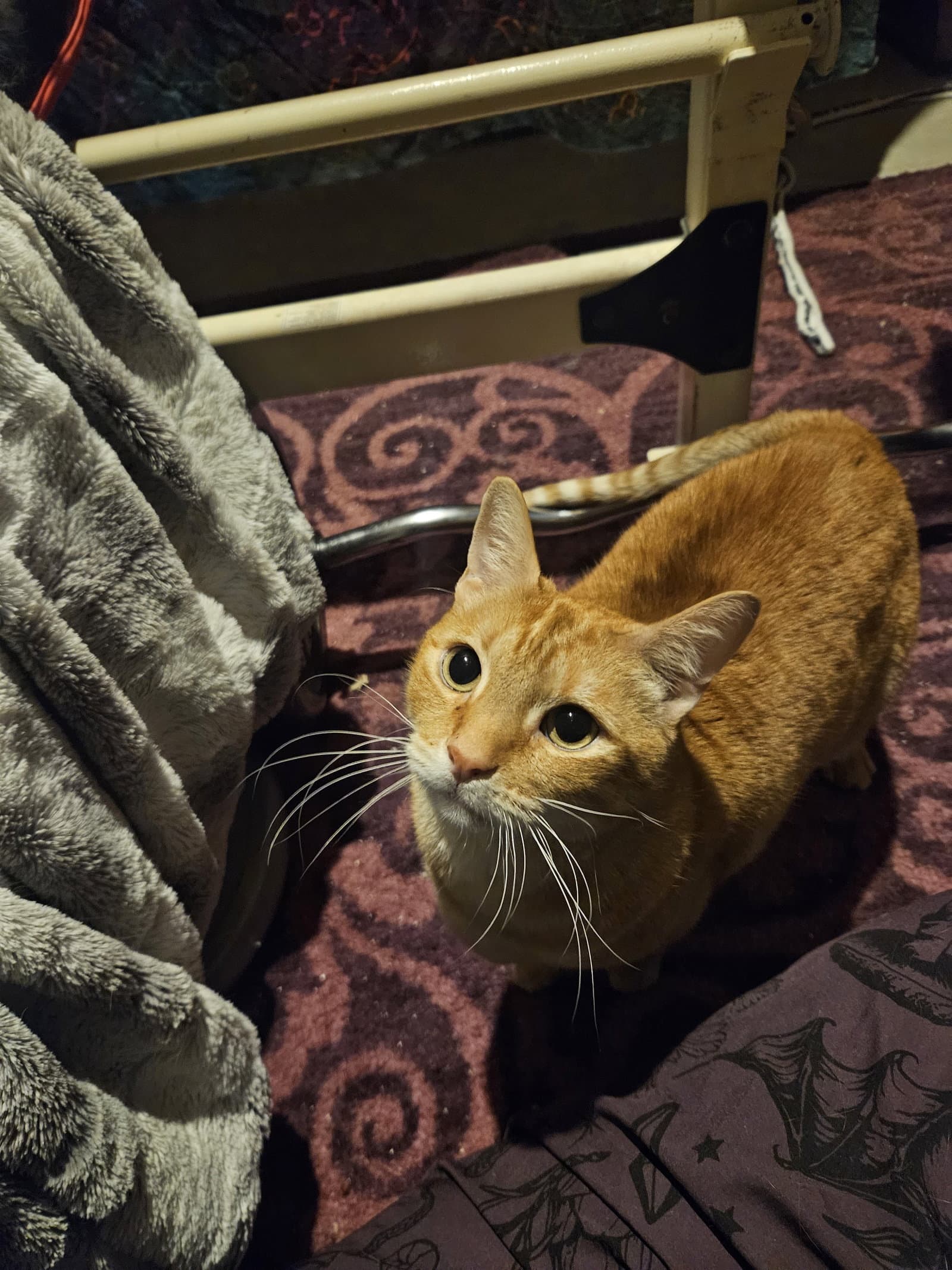 Mookie - Domestic Short Hair