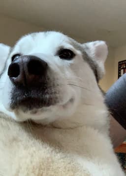 Jack image 2