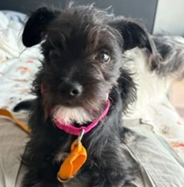 Matty - Terrier