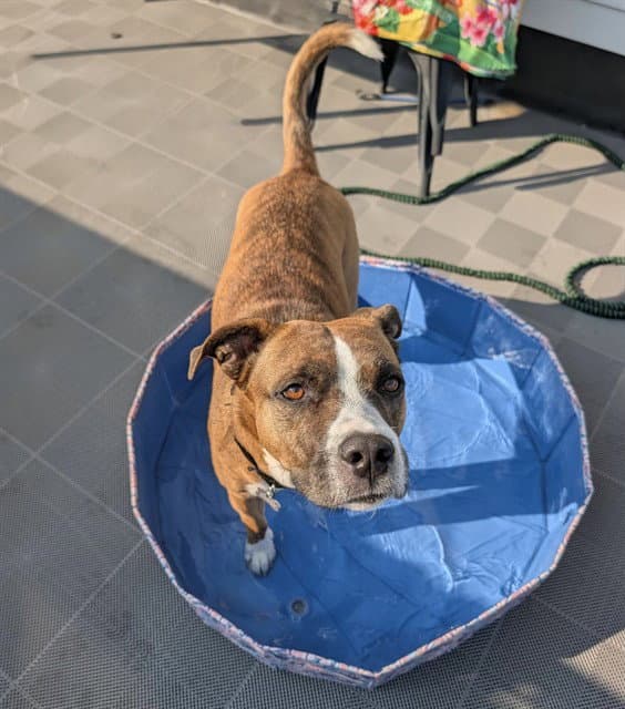Reeses - Boxer